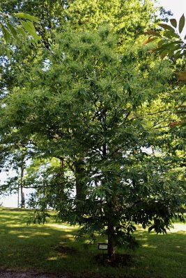 Castanea sativa 'Asplenifolia' - kaštanovník jedlý - celek v kěvtu